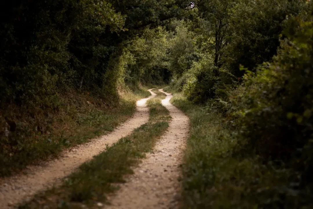 Chemin de terre sinueux entouré d'arbres verdoyants, forêt dense, ambiance paisible et naturelle.